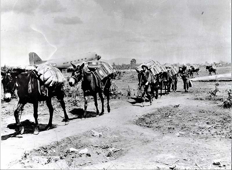 Caravan of pack mules hauling cargo.