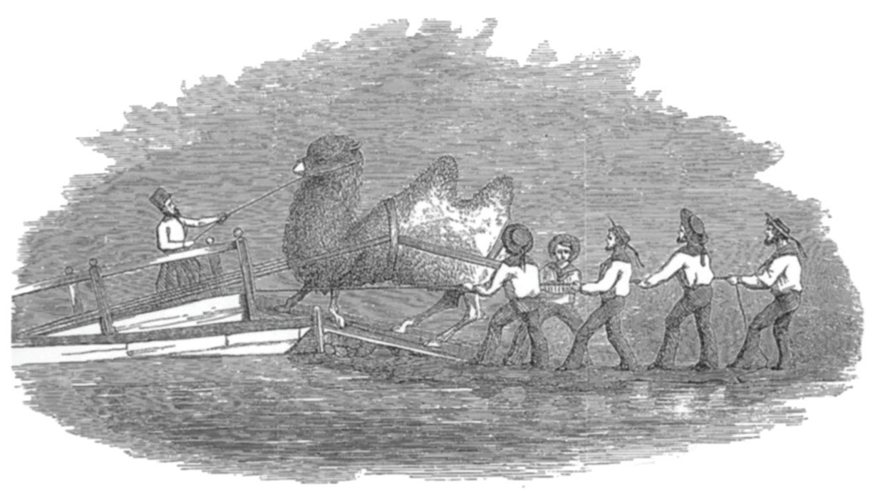 The embarkation of a Bactrian on the USS Supply. Since Artist Heap took the trouble to record the loading of this particular animal, it is possibly the gigantic Bactrian that required Lieutenant Porter to modify the Supply. (Drawing by G. Wynn Heap, artist with the first expedition to acquire camels from the Mid·East. From Reports Upon the Purchase, Importation and Use of Camels and Dromedaries, 1855-’56-’57.)