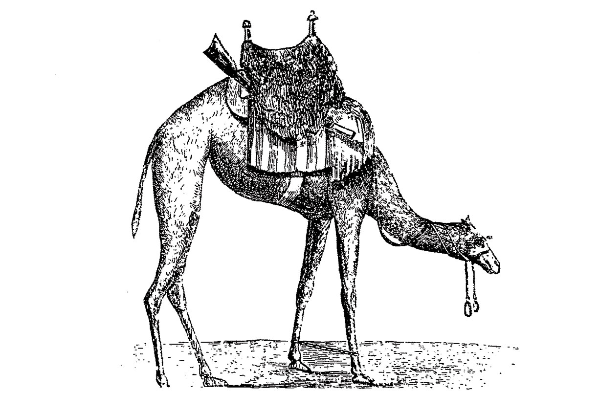 A tethered camel cavalry mount with saddle. The camels were trained to keep their head in a lowered position to give the cavalryman an unrestricted range of movement and an unlimited field of fire. (Letter of W. Re Kyan Bey, Secretary to the Viceroy of Egypt to Edwin Deleon, U.S. Consul General in Egypt on the Treatment and Use of the Dromedary.)