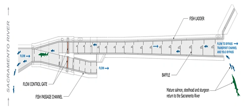 Courtesy Photo | A diagram shows an overhead view of the Sacramento Weir fish passage structure, displaying the dual-channel design with flow control gates, fish ladder and baffle system. The "double hybrid technical fishway" developed by the U.S. Army Corps of Engineers Sacramento District features separate channels that can operate independently or together based on flood conditions. The design allows endangered salmon, steelhead and sturgeon to navigate safely through the flood control infrastructure during high-water events. (Courtesy Diagram)