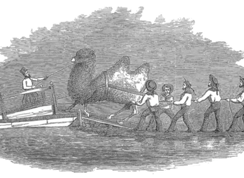 The embarkation of a Bactrian on the USS Supply. Since Artist Heap took the trouble to record the loading of this particular animal, it is possibly the gigantic Bactrian that required Lieutenant Porter to modify the Supply. (Drawing by G. Wynn Heap, artist with the first expedition to acquire camels from the Mid·East. From Reports Upon the Purchase, Importation and Use of Camels and Dromedaries, 1855-’56-’57.)